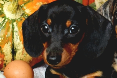 Такса кроличья гладкошерстная