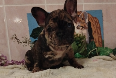 Французский бульдог