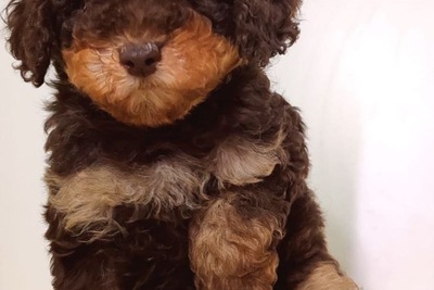 Пудель миниатюра