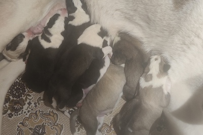 Щенки САО Алабай