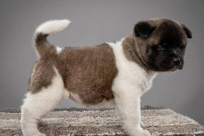 Щенки американской акиты высшего класса