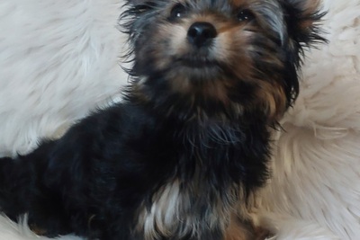 Щенок йоркширского терьера