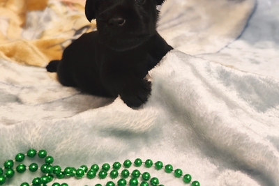 Щенки цвергшнауцера