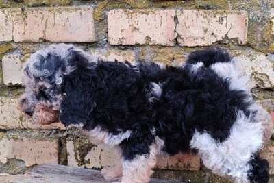 Пудель миниатюра