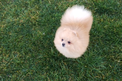 Мальчик померанского шпица