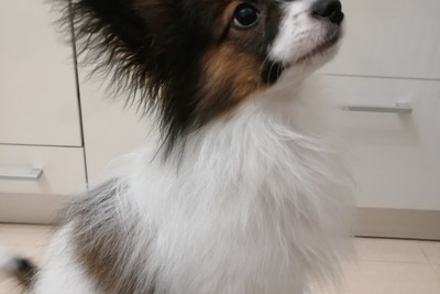 В поисках  дома мальчик папильон.