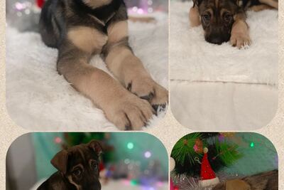 Щенок девочка бесплатно