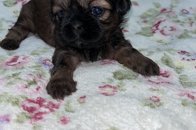 Продажа собак