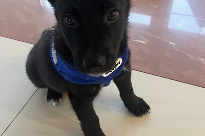 Щенок собака в дар