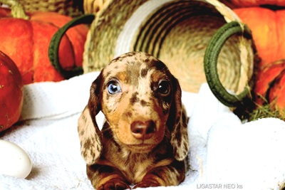 Такса кроличья