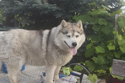 Пропала собака