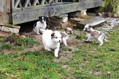 Щеночки в дар