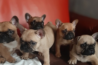 Щенки французского бульдога