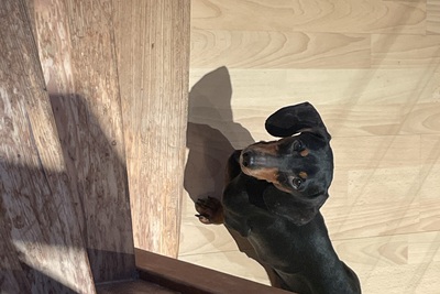 Девочка миниатюрная такса