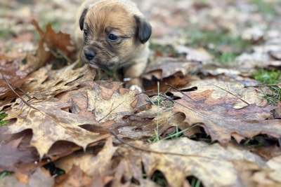 Щенки Даром