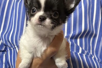 Щенки чихуахуа на усыновление