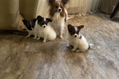 Папийоны от Чемпионов