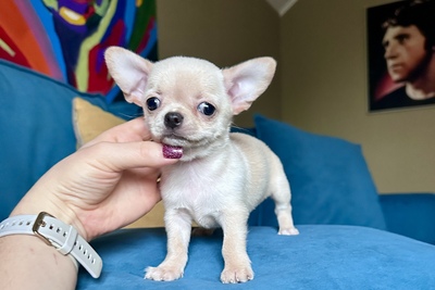 Мальчик чихуахуа