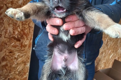 Срочно отдам даром щенков