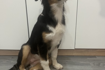 Аусси/австралийская овчарка