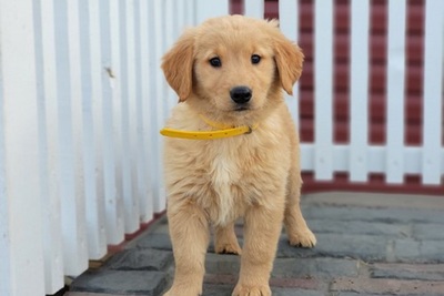 Прекрасные щенки золотистого ретривера