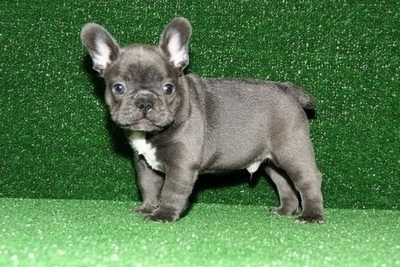 Двум щенкам французского бульдога нужна новая семья.