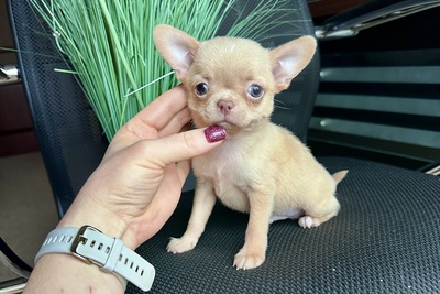 Малыш чихуахуа красивого окраса