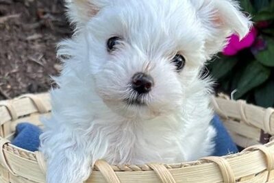 Очаровательные, прекрасно обученные щенки мальтийской болонки!