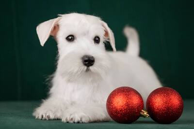 Девочка белого цвергшнауцера