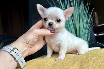 Мальчик чихуахуа кобби тип