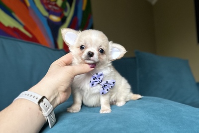 Мальчик чихуахуа