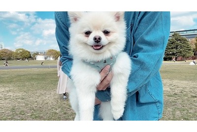 Щенки померанского шпица (мальчики и девочки)