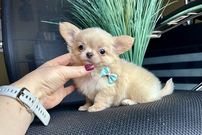 Мини малыш чихуахуа