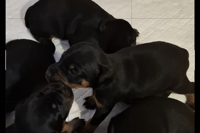 Продаются щенки немецкого  ягдтерьера