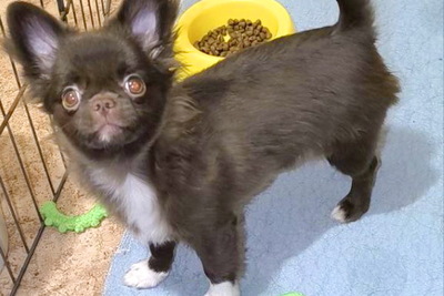 Породные чихуахуа малыши разных окрасов