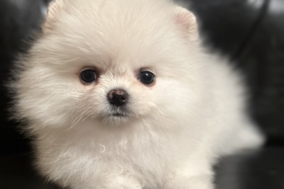 Померанский шпиц