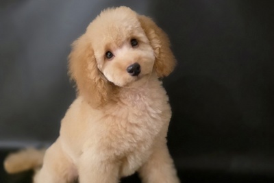 Пудель миниатюрный