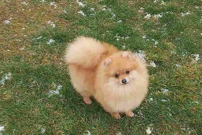 Мальчик померанского шпица