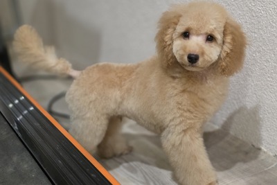 Пудель миниатюрный