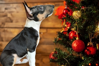 Миниатюрный бультерьер