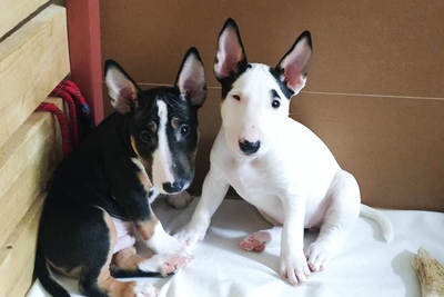 Девочка миниатюрного бультерьера