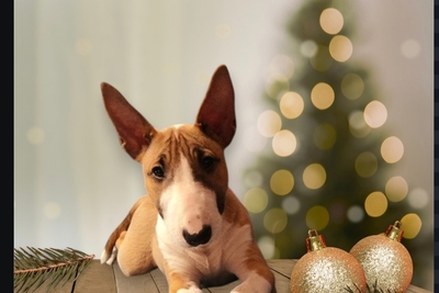 Щенок мини бультерьера