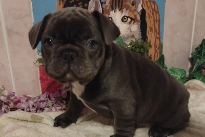 Французский бульдог