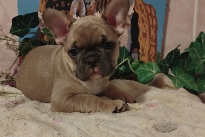 Французский бульдог