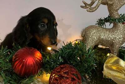 Щенки миниатюрных длинношерстных такс