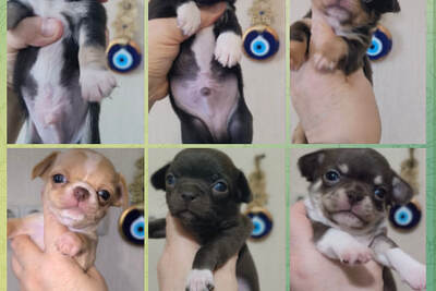 Щенки чихуахуа разных  окрасов  к Новогодним каникулам и рождеству