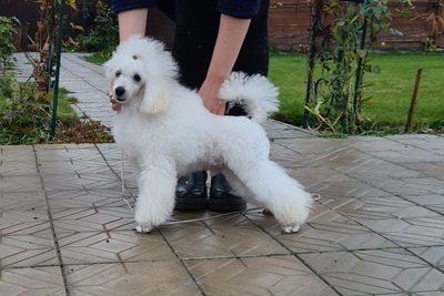 Пудель миниатюрный