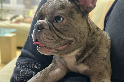 Франклин-нежный и добрый друг