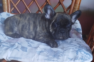 Французский бульдог