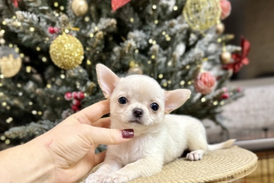 Мальчик чихуахуа